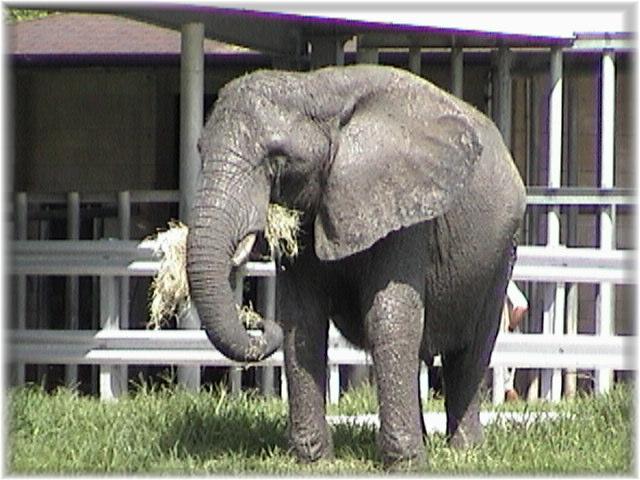 AFRICAN ELEPHANT 0110